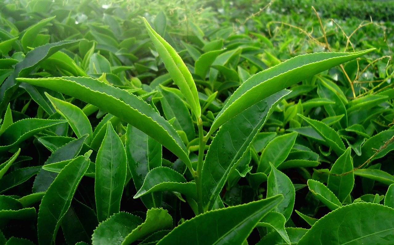 leaf, green, nature