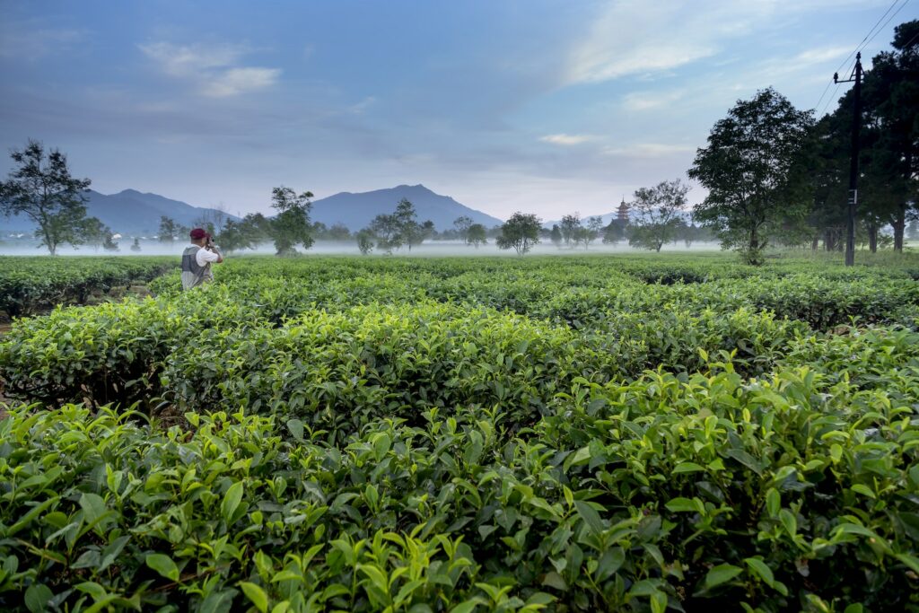 Man Standing on Green Tea Leaves Farm Near Mountains Taking a picture