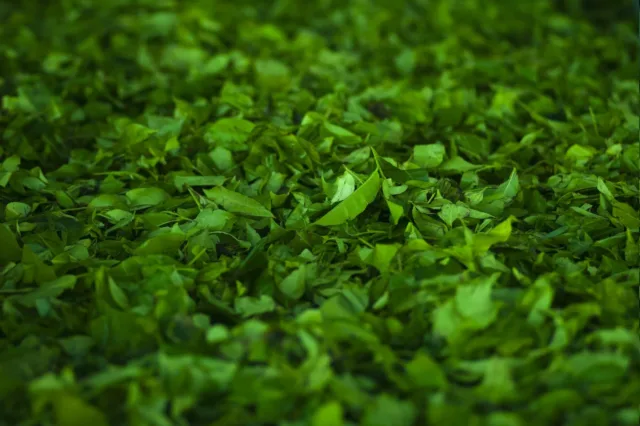 Photo by Oleksandr Pidvalnyi 1 Green Leafed Plant Lot