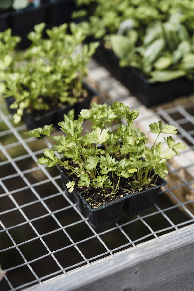 Seedlings of celery in boxes on metal grid