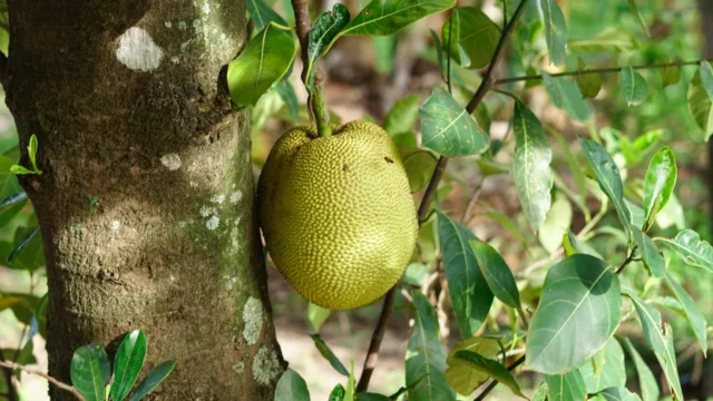 Photo by Charles Betito Filho 1 yellow fruit on tree during daytime