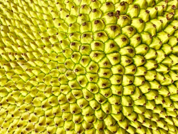 green and yellow fruit close up photo