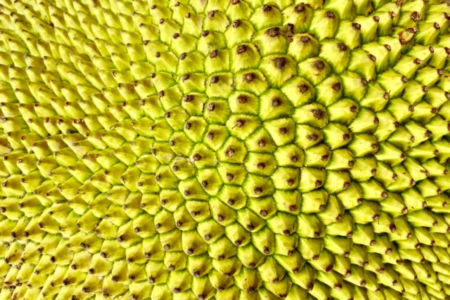 green and yellow fruit close up photo