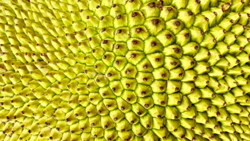 green and yellow fruit close up photo