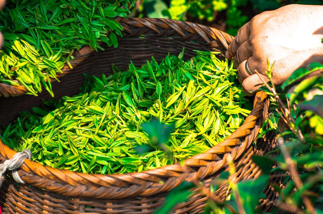 Photo by DukeAsh tea, leaf, china