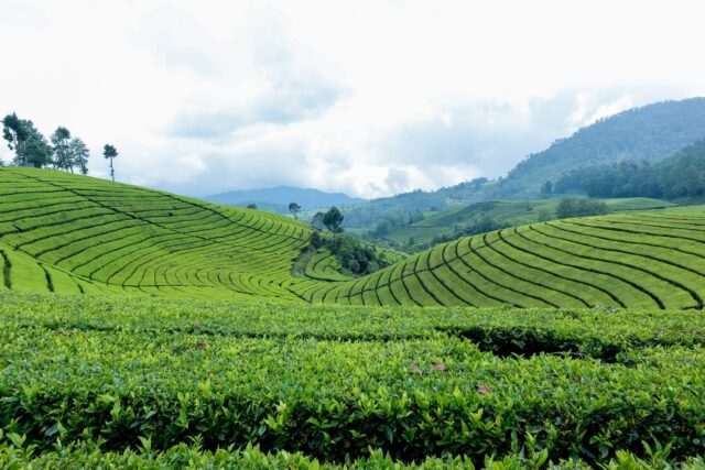 Photo by Yosi Azwan 1 Beautiful Scenery Of Tea Plantation