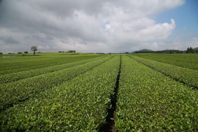green tea, green tea plantation, scenery