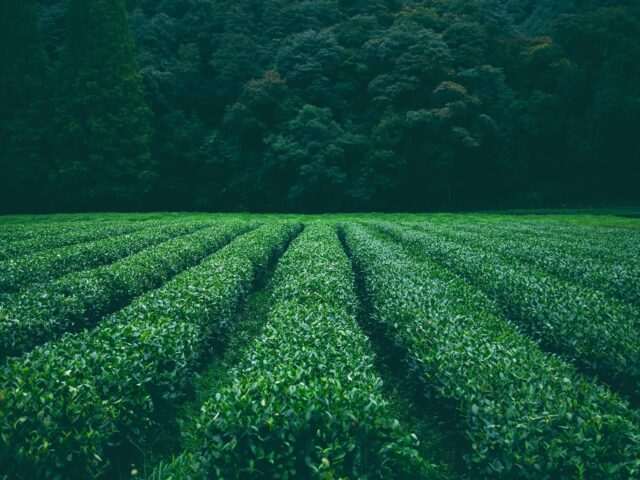 field, plantation, tea