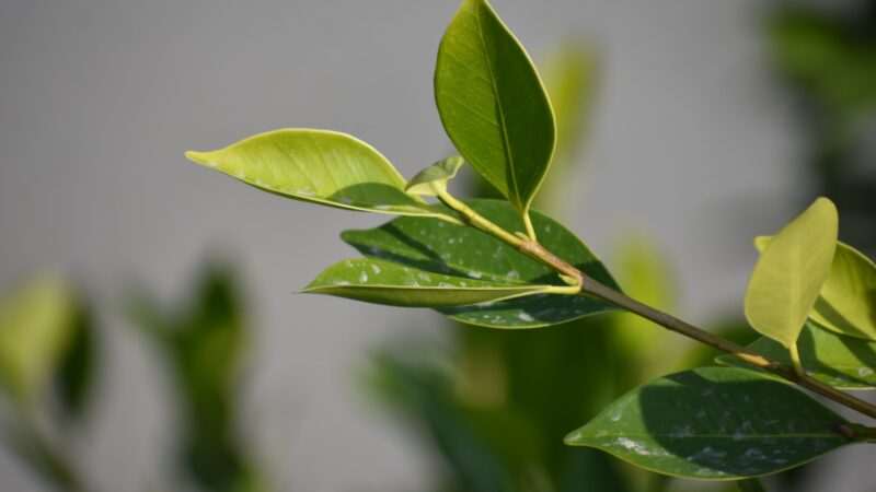 green leaf in close up photography