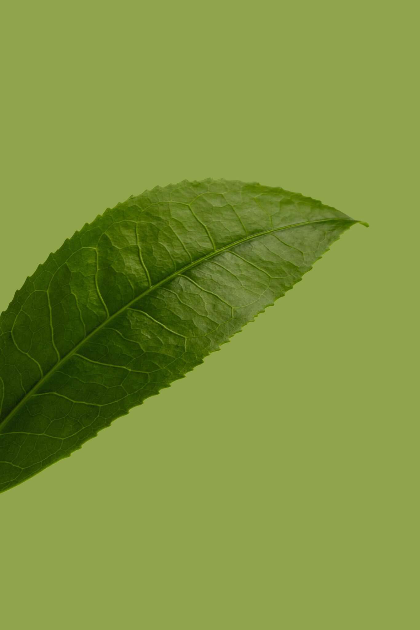 green tea0 12