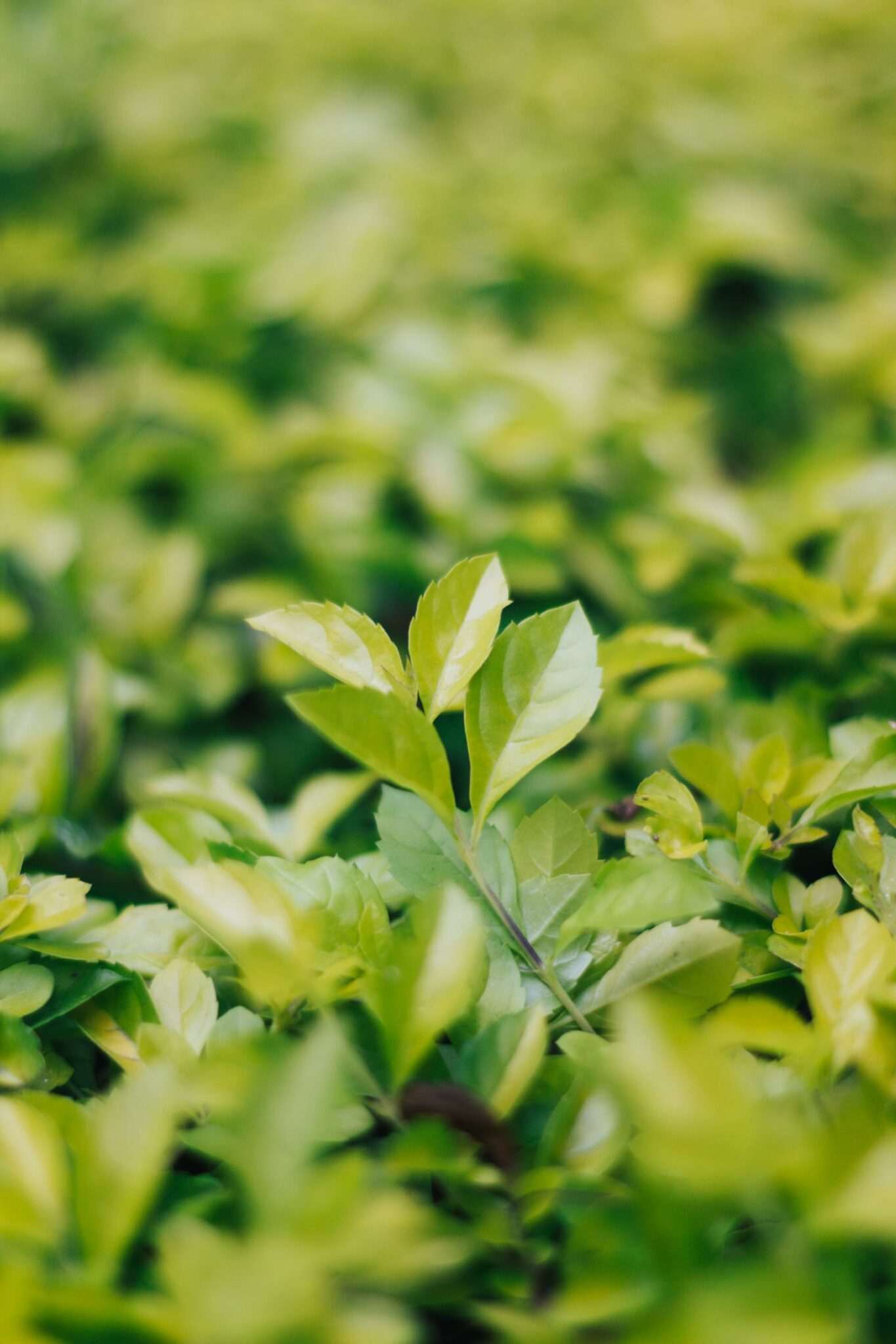 green tea0 2