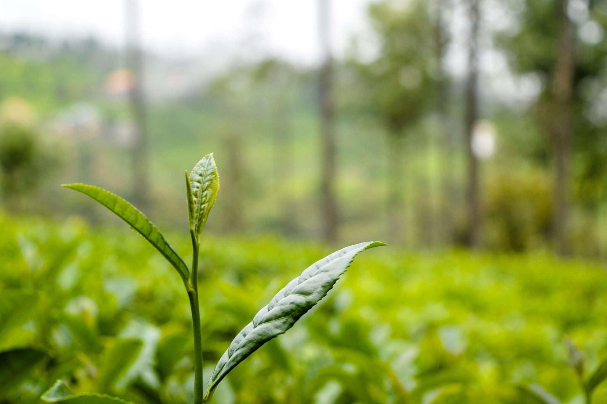 green tea0 7