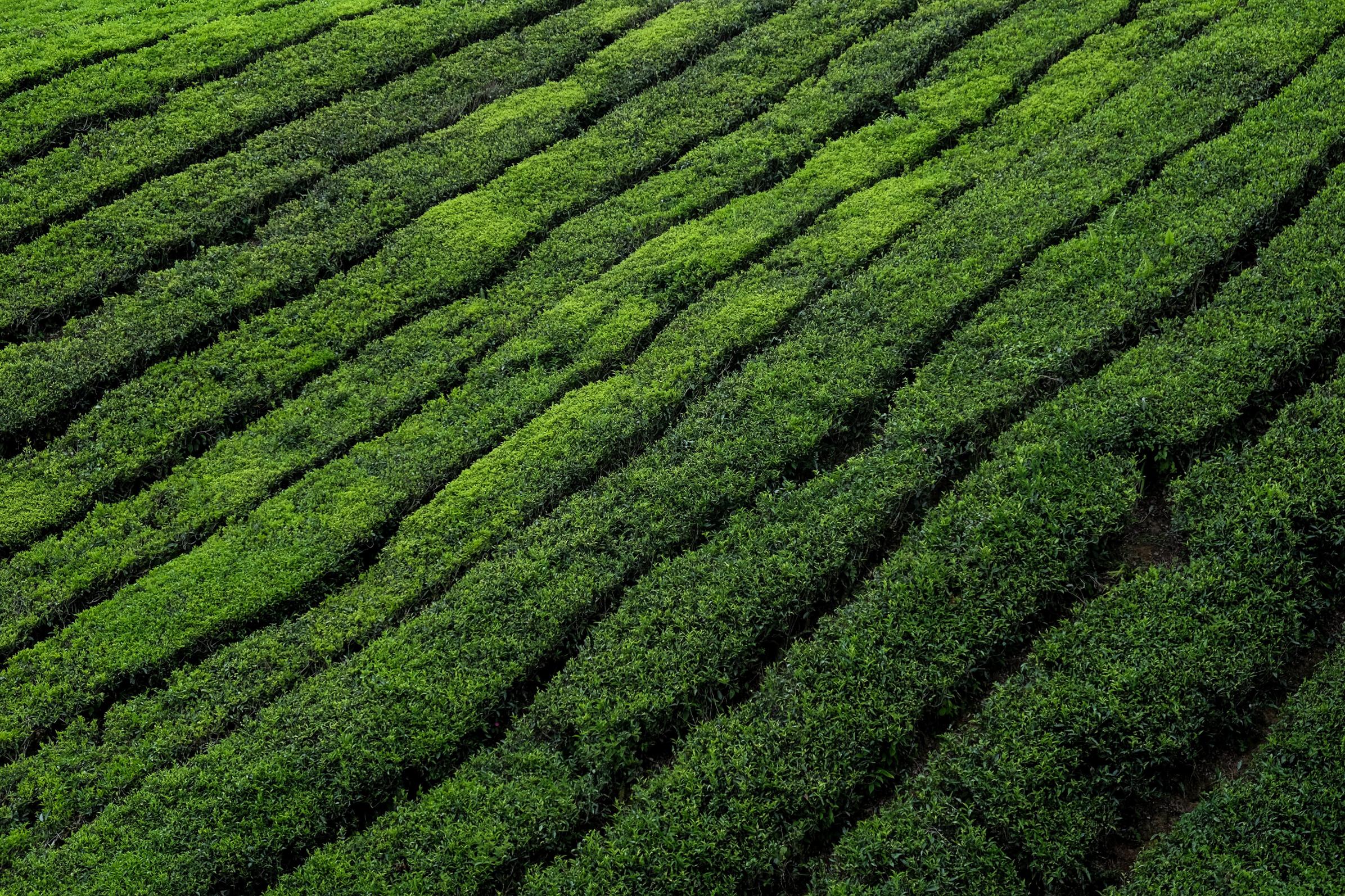 green tea green tea
