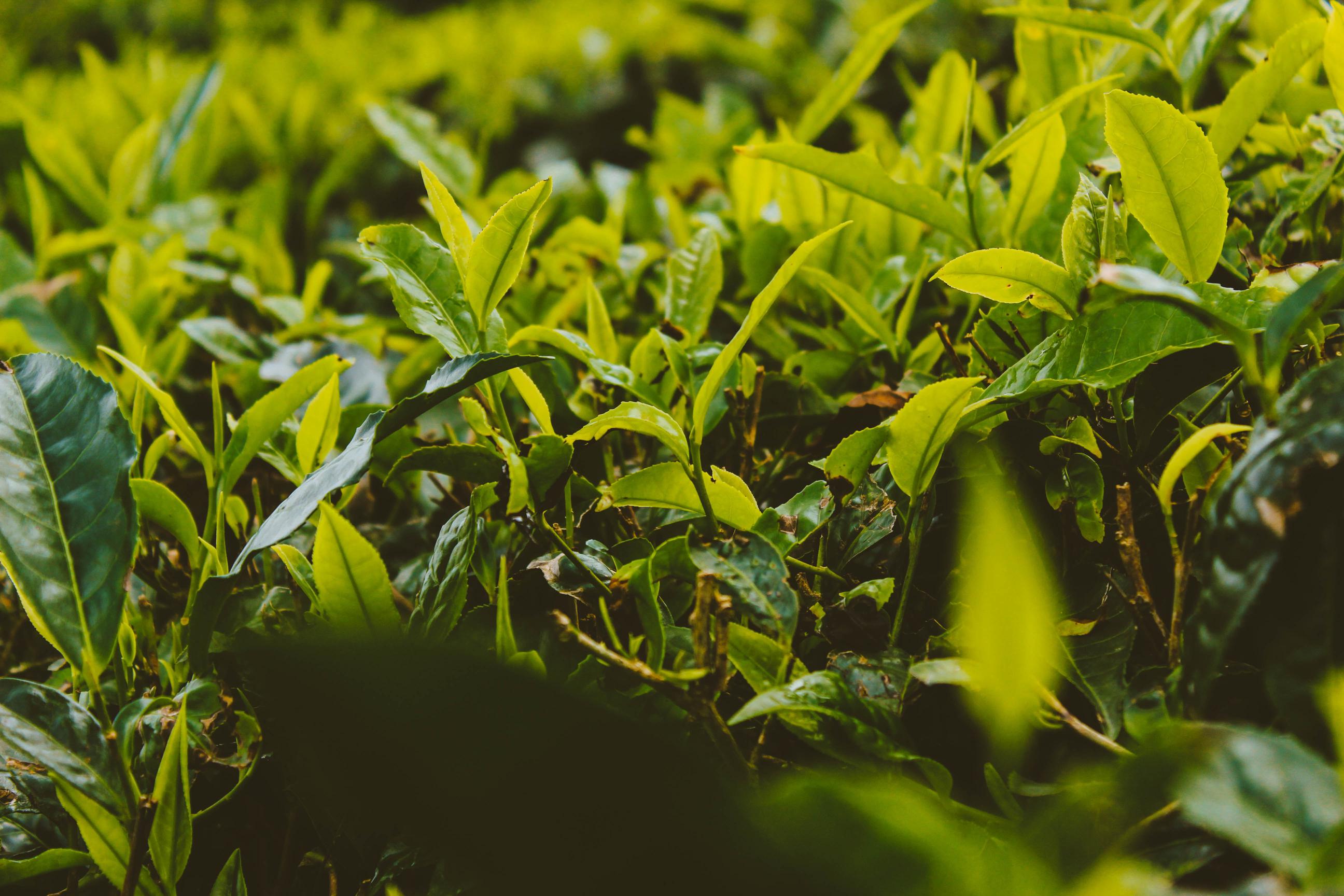 green tea