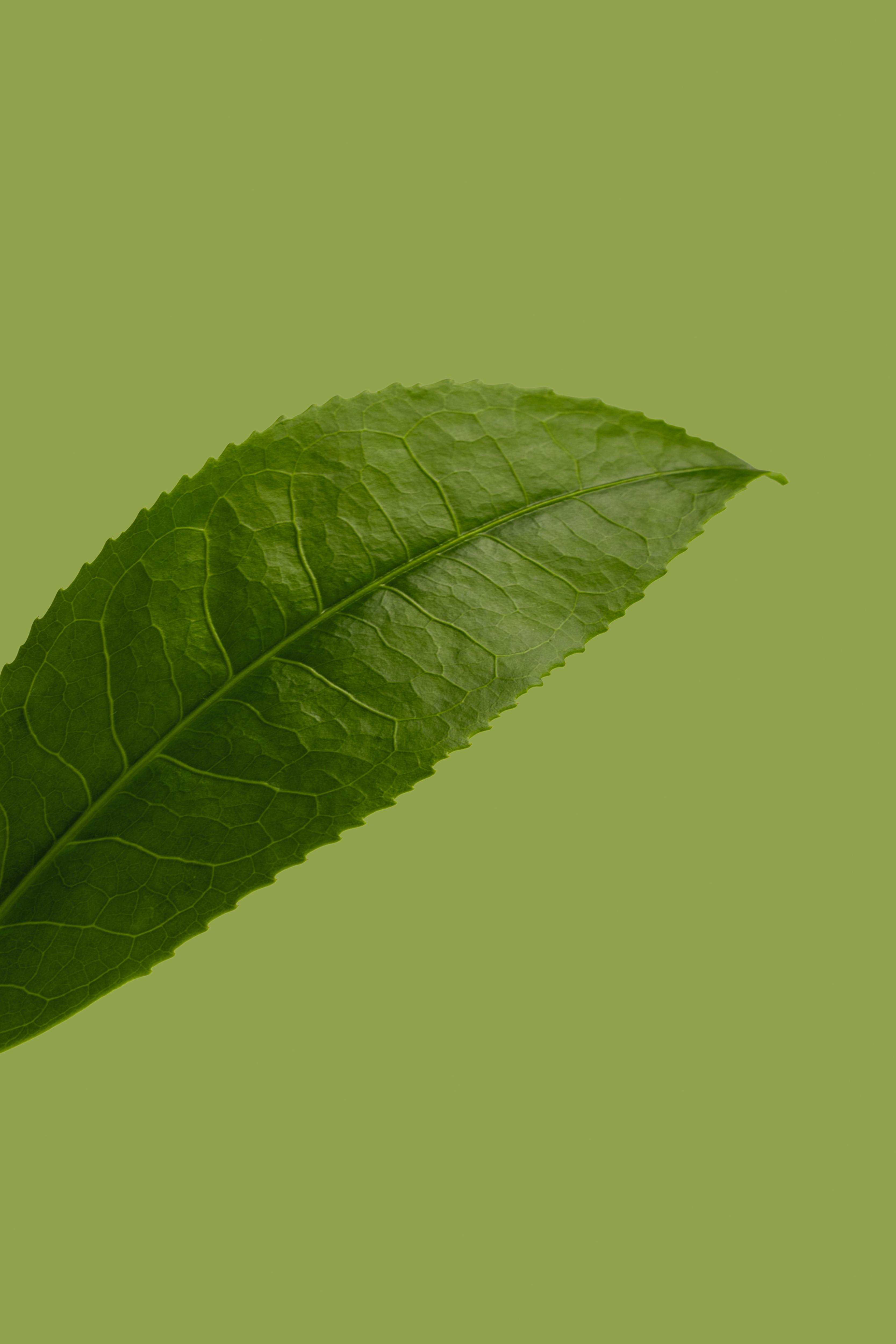 green tea