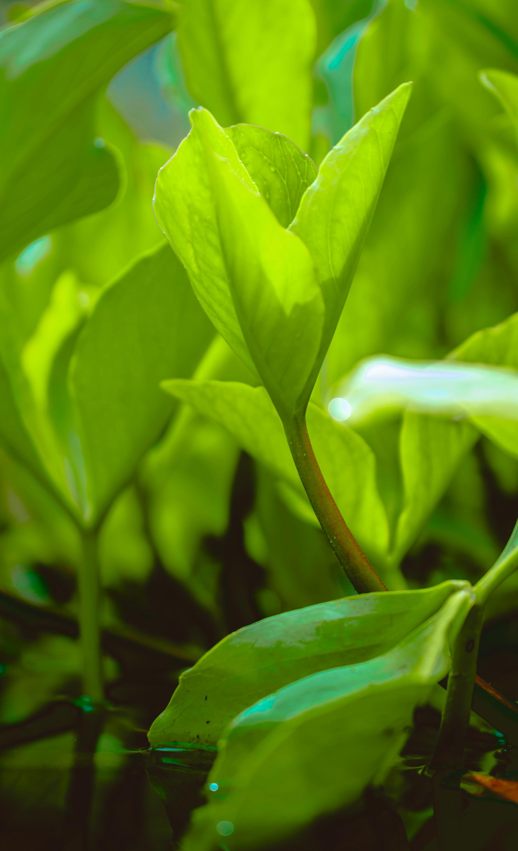 green tea