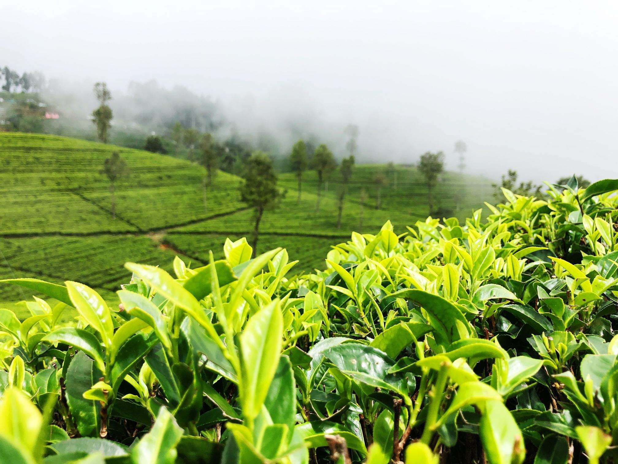 green tea green tea