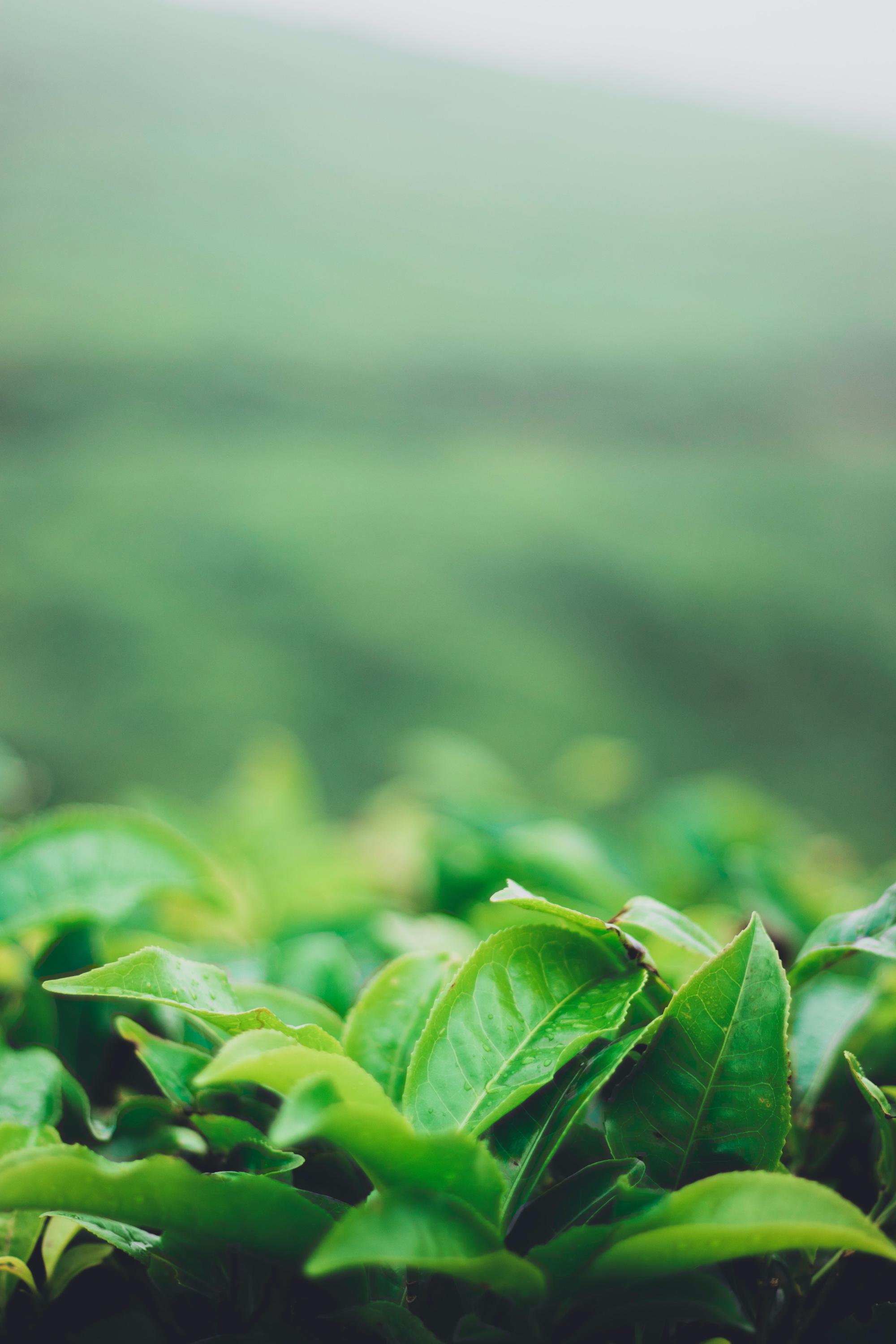 green tea
