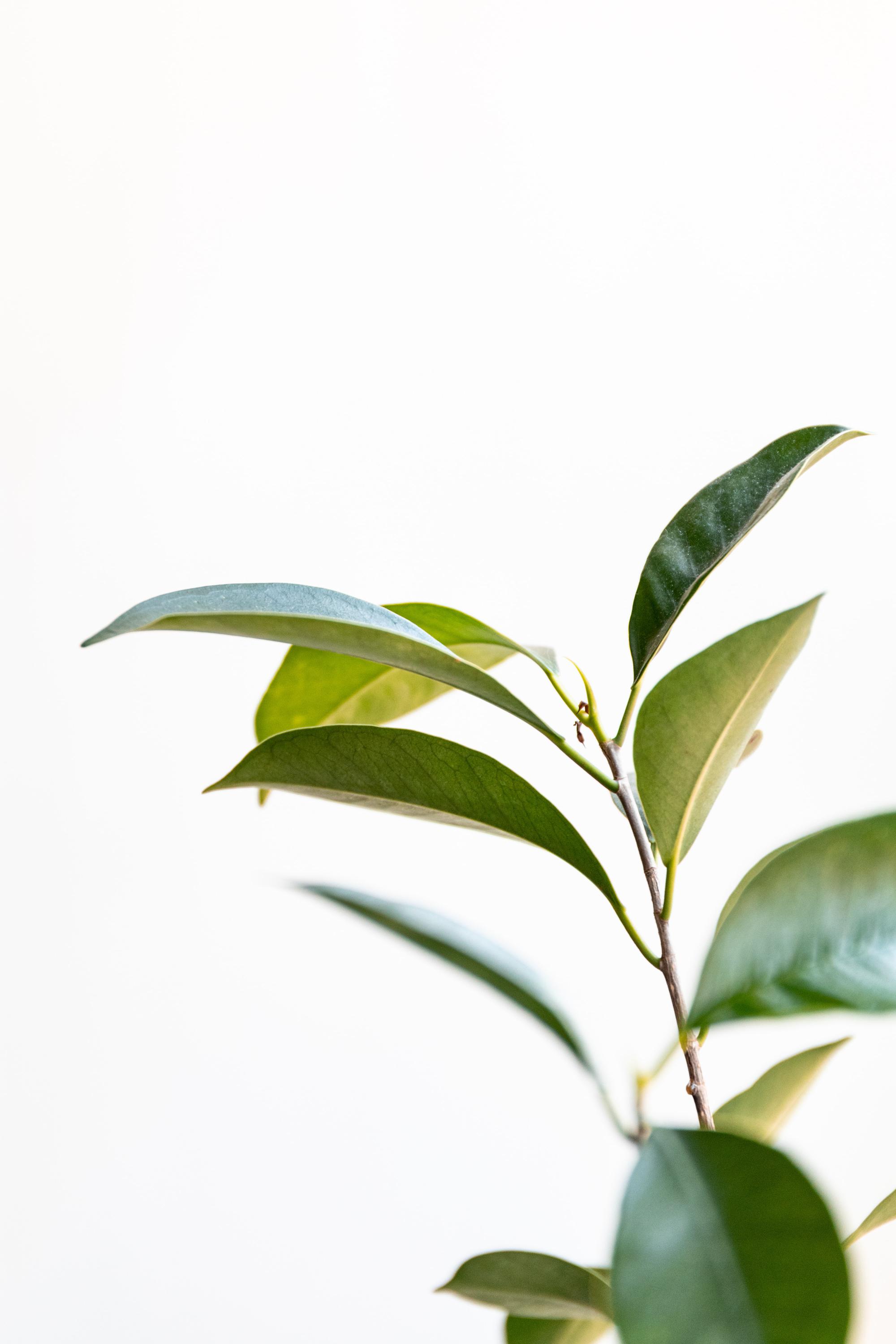 green tea green tea