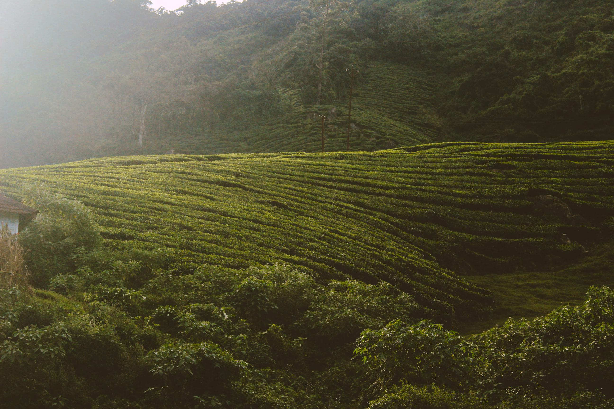 green tea green tea