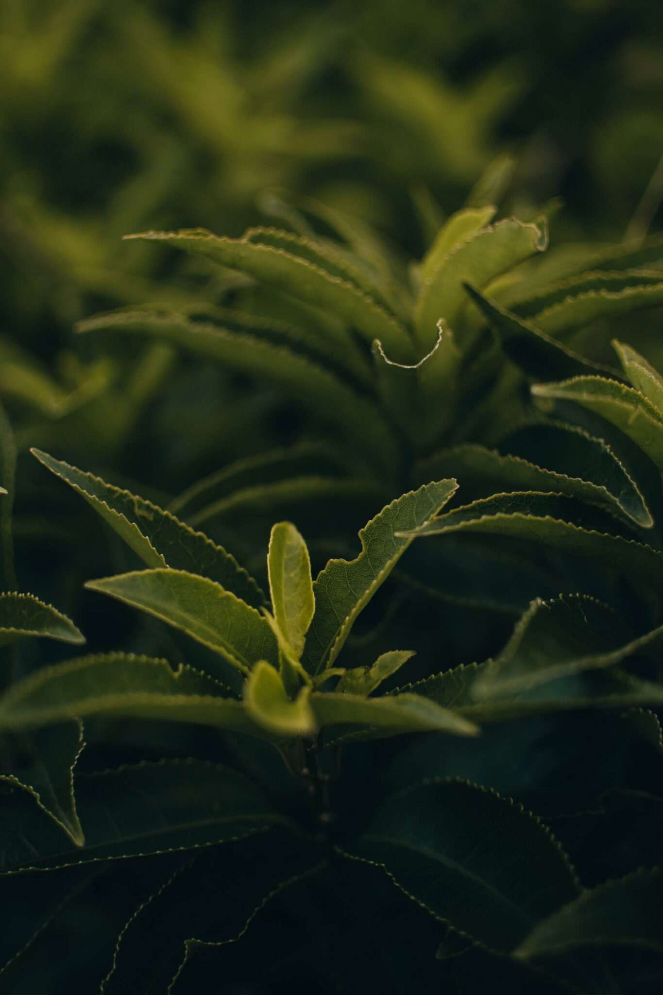 green tea5 7
