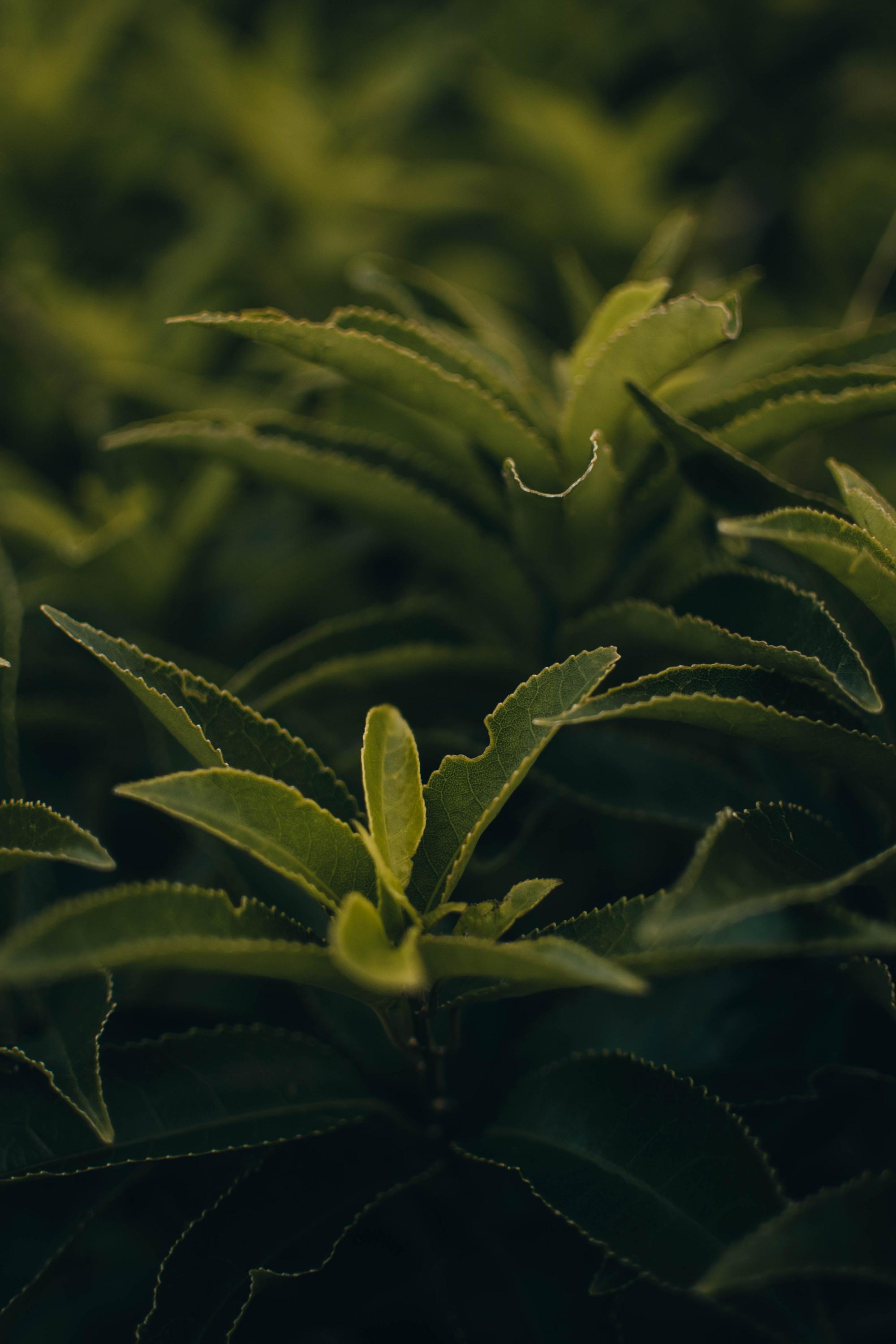 green tea