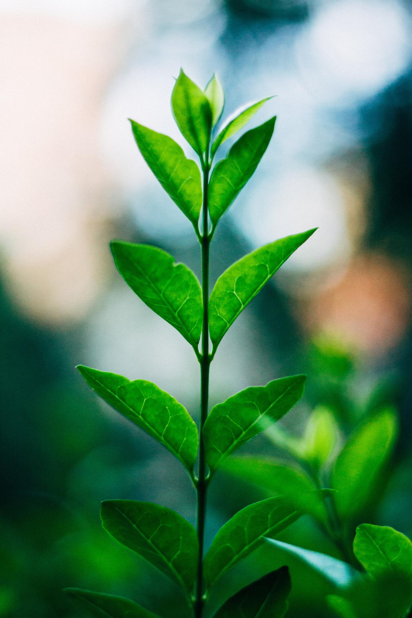 green tea