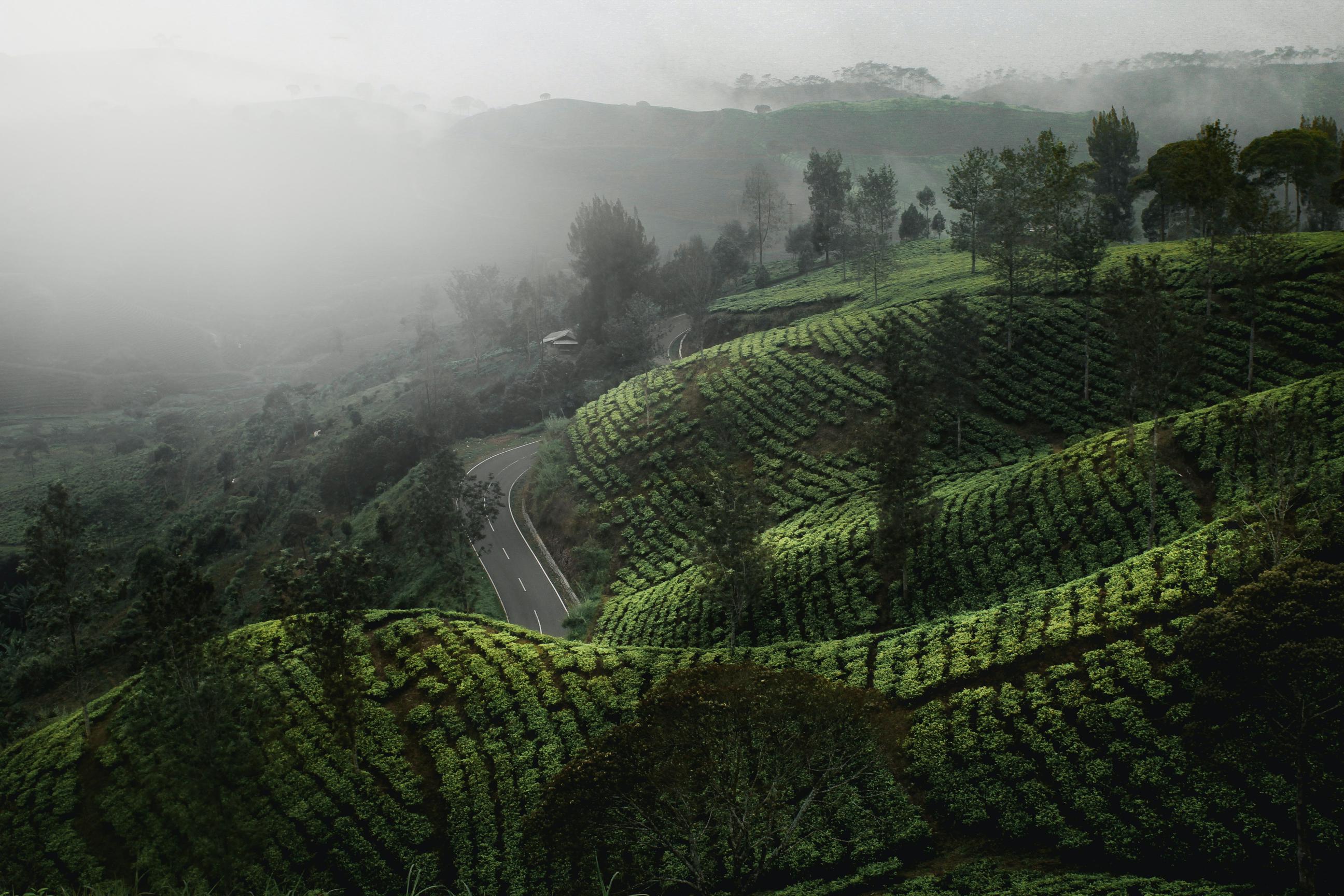 green tea