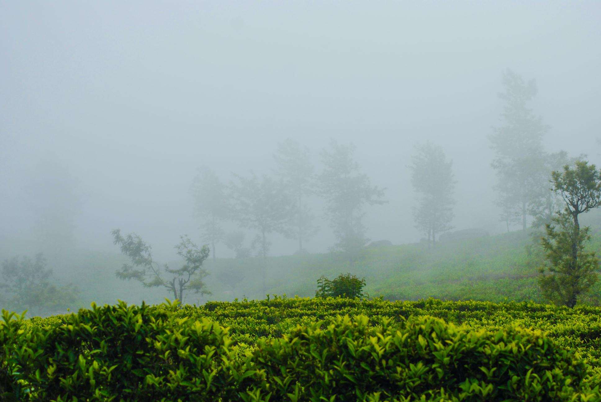 green tea