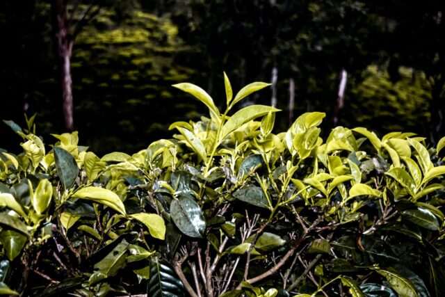 Photo by Kasun Peiris 1 green leaves on brown tree branch