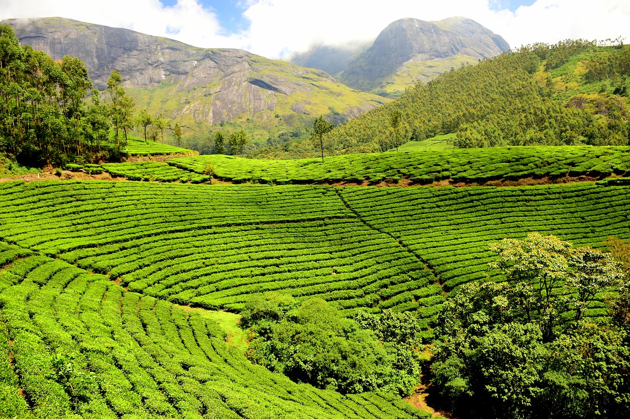 tea plantation, tea garden, india