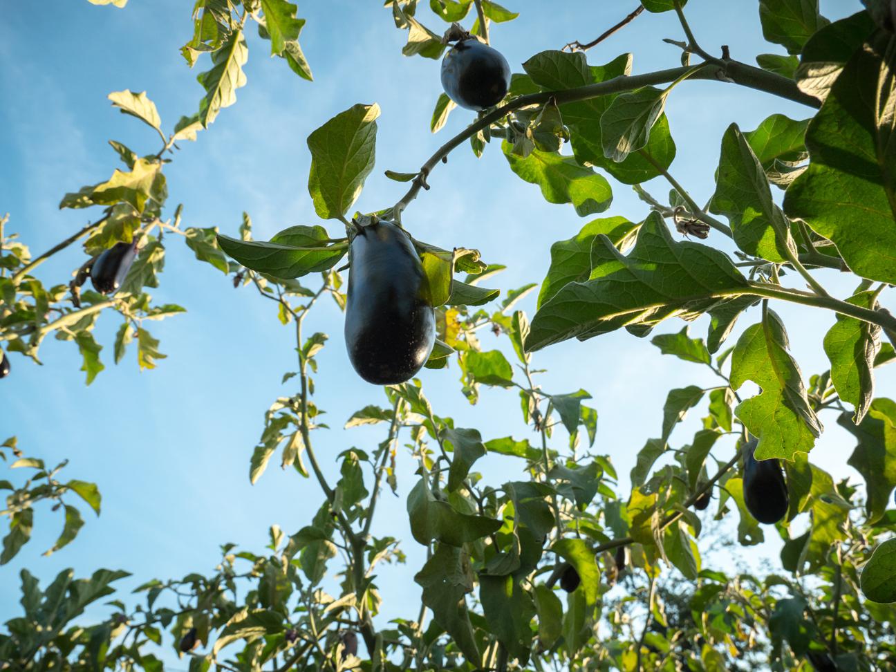 eggplant