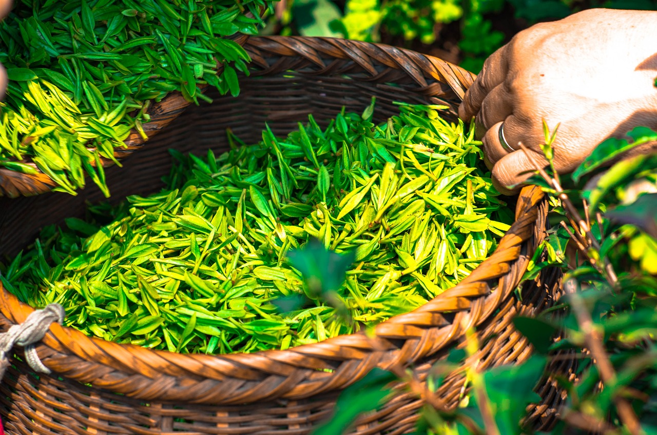 tea, leaf, china