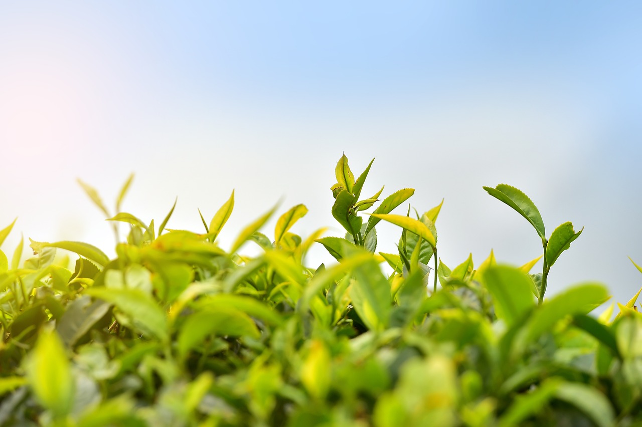 tea plantation, estate, tea