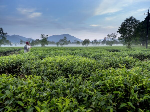 Man Standing on Green Tea Leaves Farm Near Mountains Taking a picture