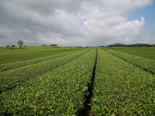 green tea, green tea plantation, scenery