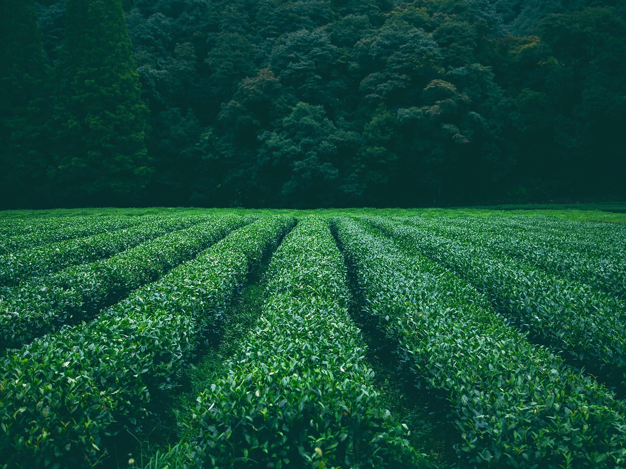 field, plantation, tea