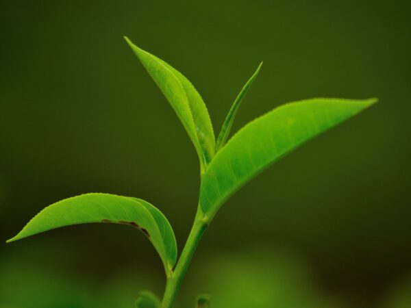 green tea0